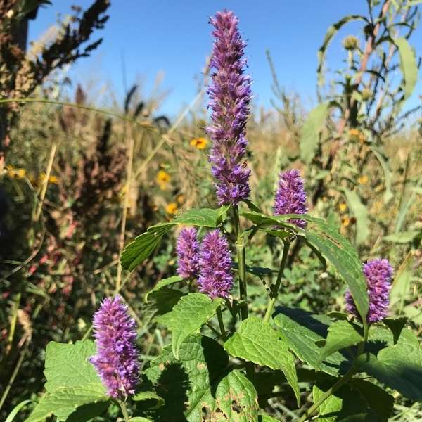 Anise Hyssop