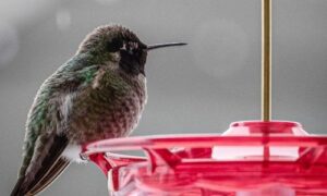 humming bird at feeder in seattle