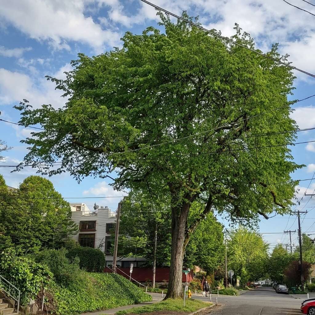 American elm heritage tree at 11th Ave East and East John Street, Capitol Hill, Seattle