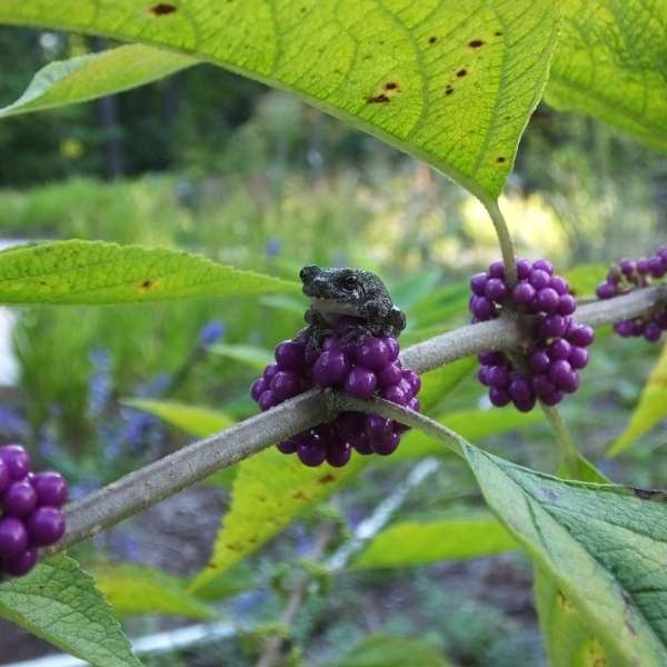 Beautyberry