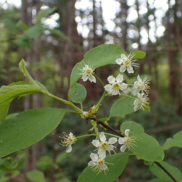 Bitter cherry