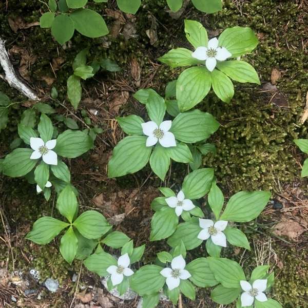 Bunchberry