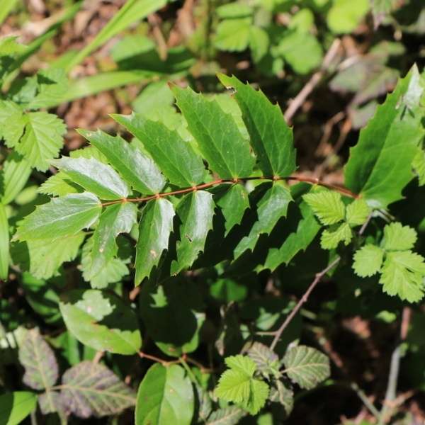 Cascade Oregon grape