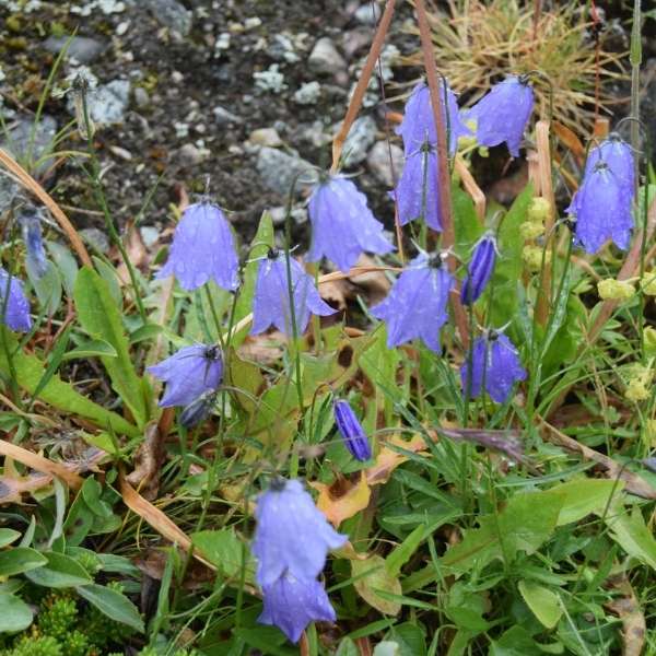 Common harebell