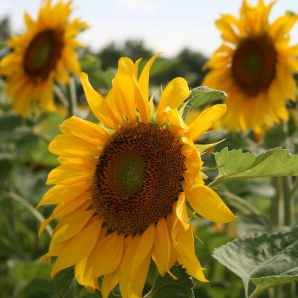 Common sunflower