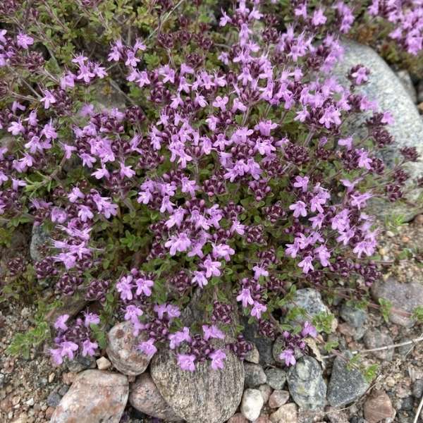 Creeping thyme