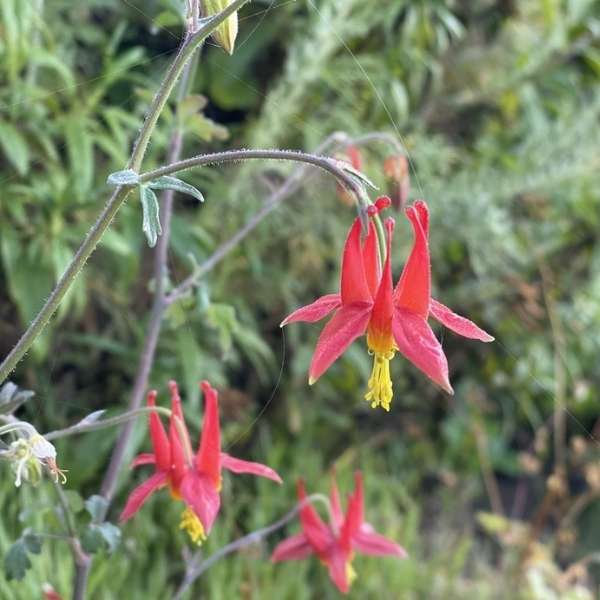 Crimson columbine