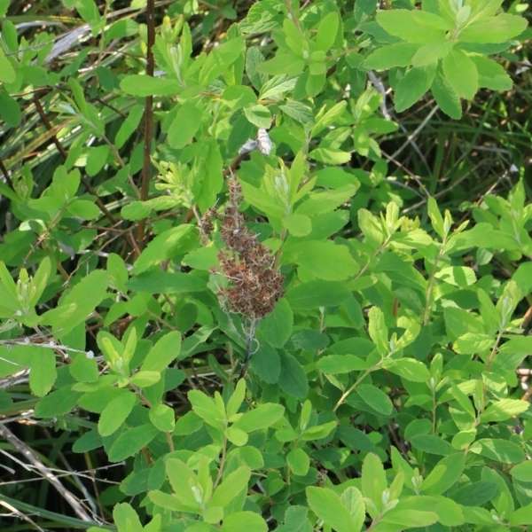 Douglas spiraea