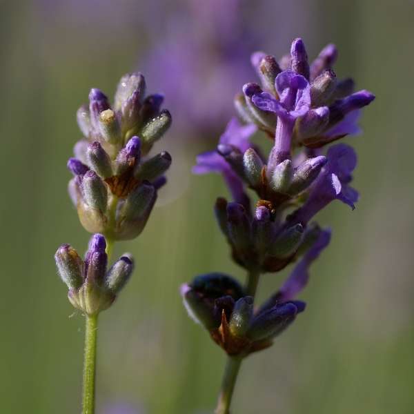 English lavender