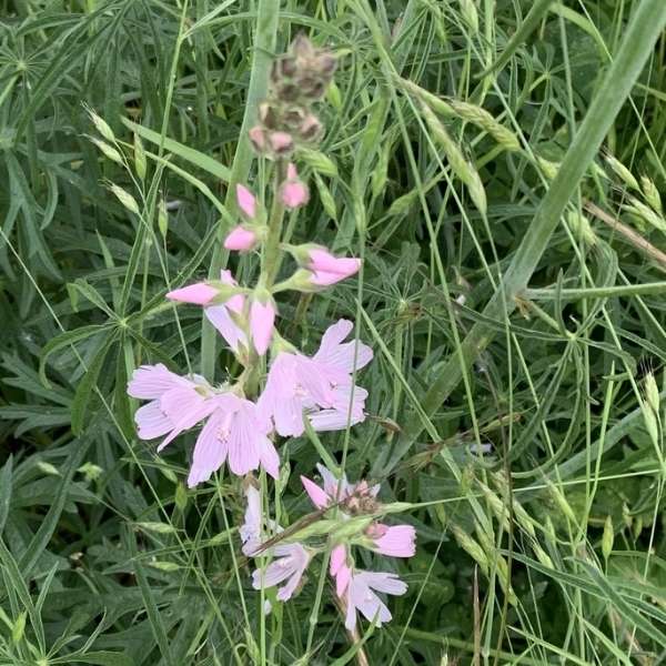 Henderson's checker mallow