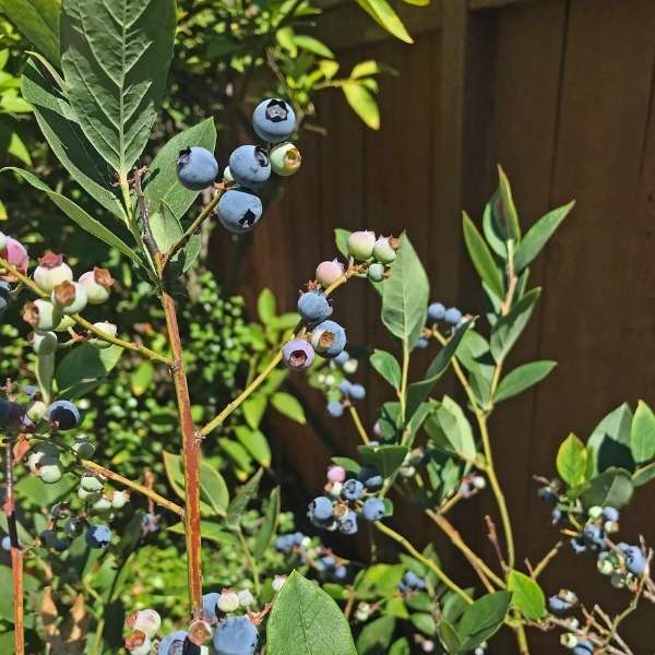 Highbush blueberry