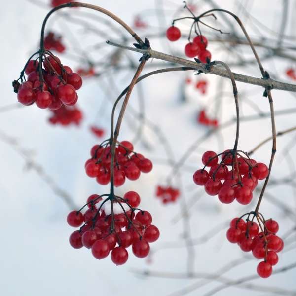 High bush cranberry