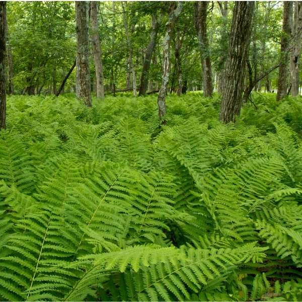 Lady fern