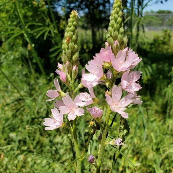 Meadow checkermallow