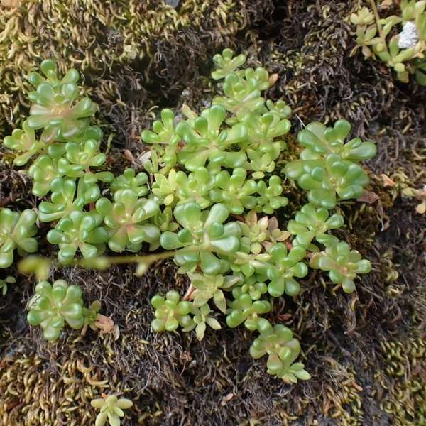 Oregon stonecrop