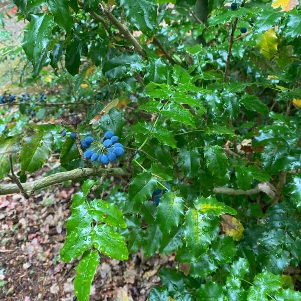 Oregon grape (Berberis aquifolium)