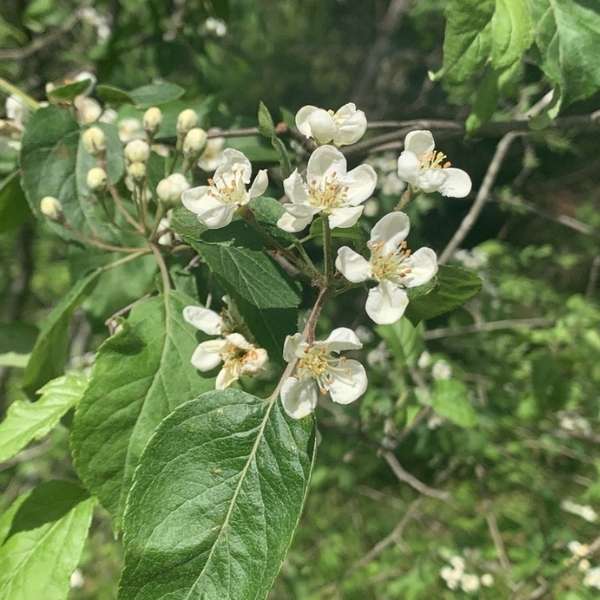 Pacific crabapple