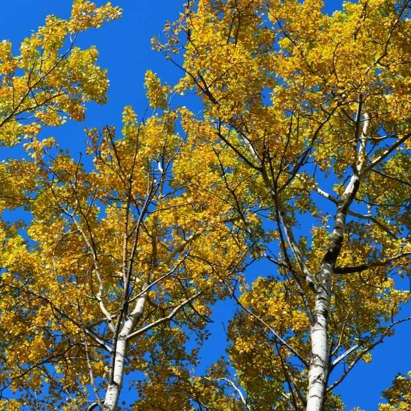 quaking aspen