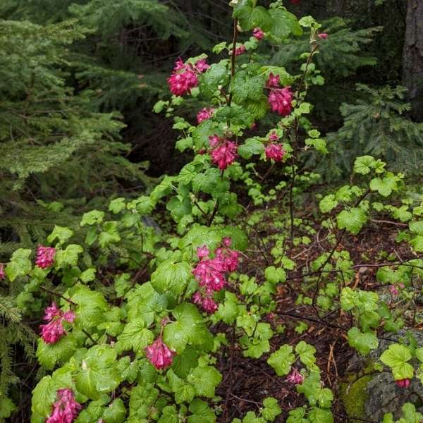 red-flowering currant
