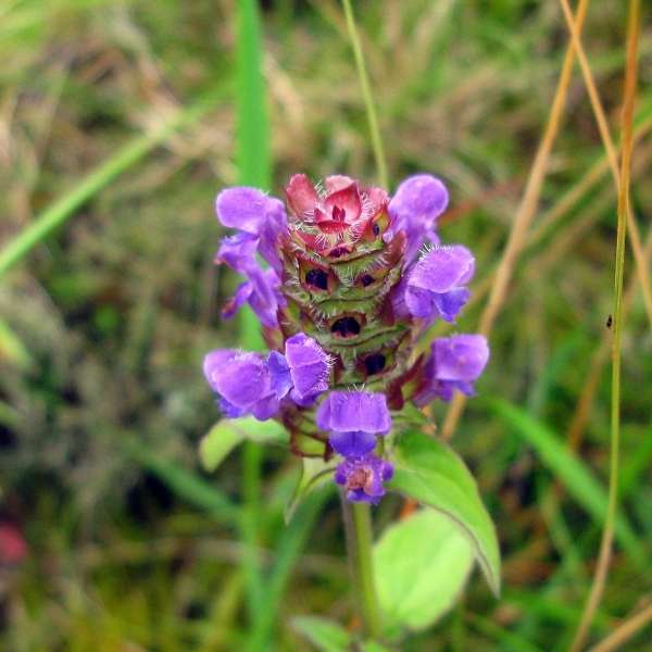 selfheal