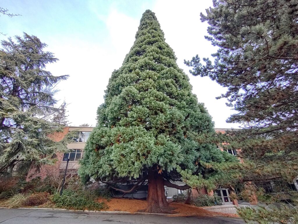 Giant Sequoia at Seattle University