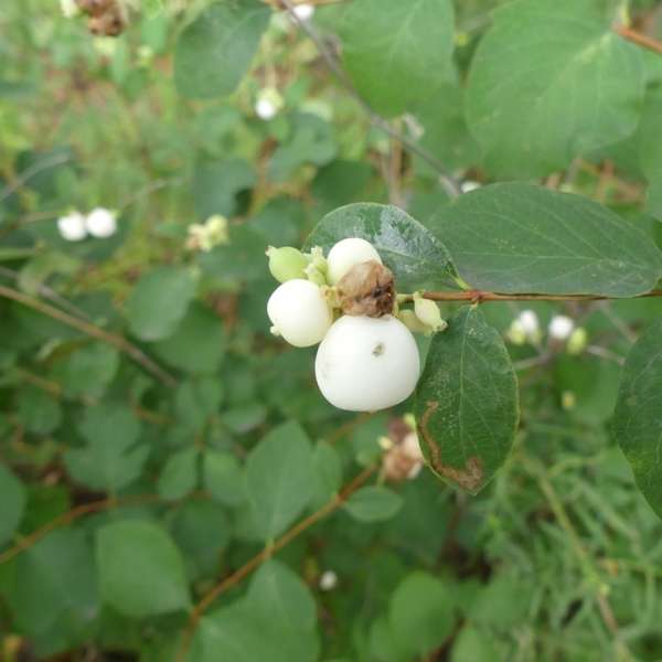 snowberry