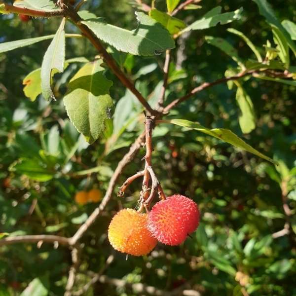 strawberry tree