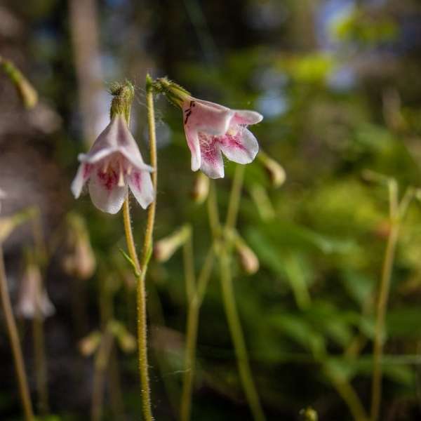 Twinflower