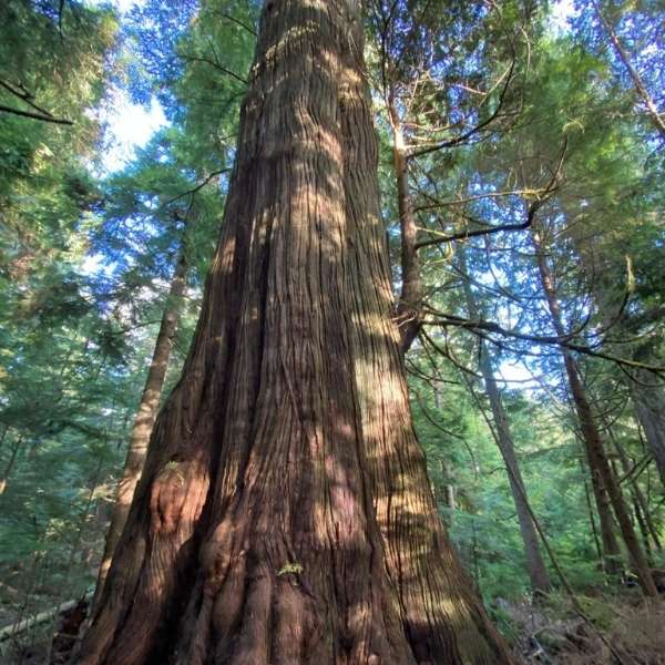 western redcedar