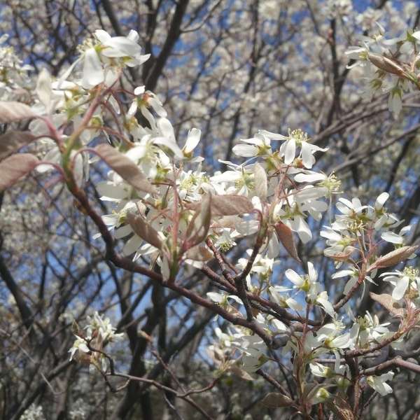 western serviceberry