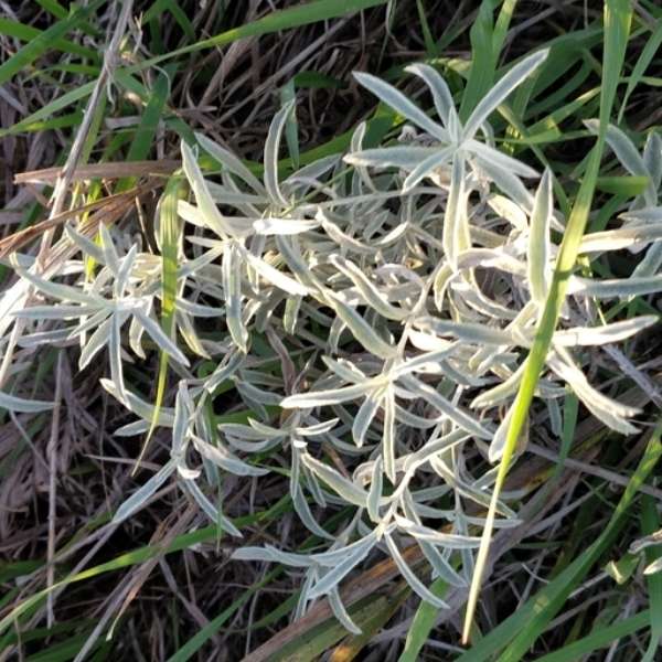 white sagebush