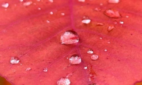 leaf with water drops