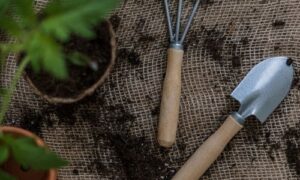 plants and gardening tools
