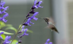 hummingbird hovering by flower