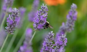bee on lavendar in garden in seattle