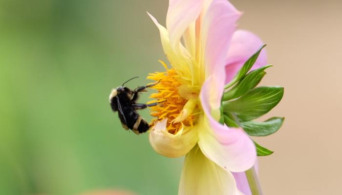 bee on dahlia in seattle garden