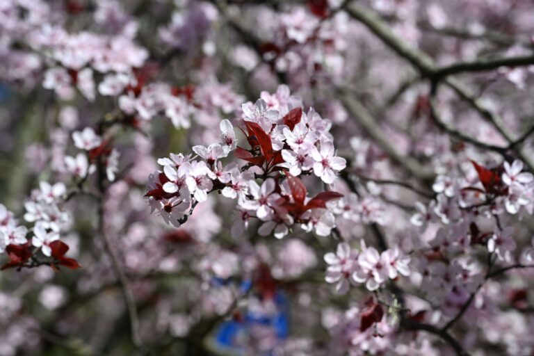 Cherry flowers and leaves