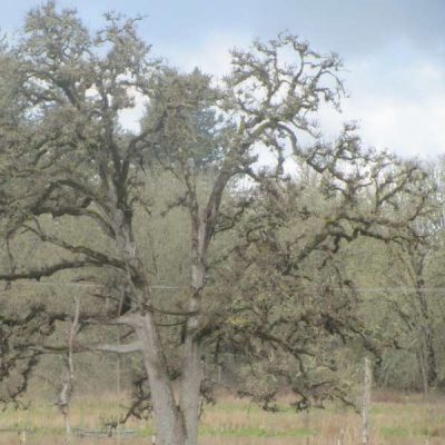 Oregon white oak