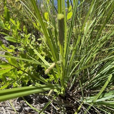 Ornamental sedge