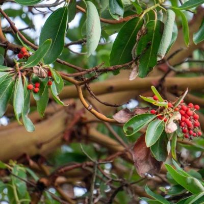 Pacific madrone