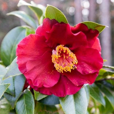 winter camellia